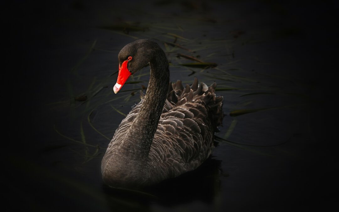 Black Swan Events and Force Majeure Clauses