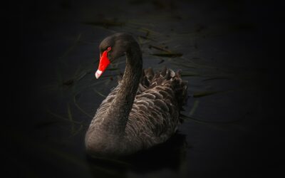 Black Swan Events and Force Majeure Clauses